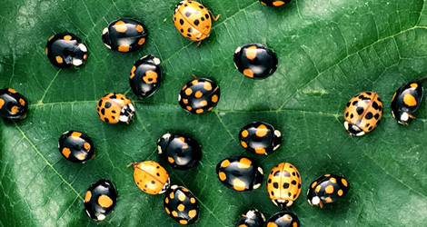 How Homeowners can Get Rid of Ladybugs