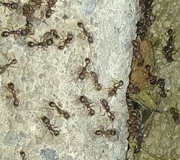 Ant Control & Removal