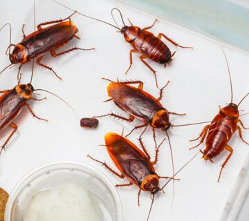 Cockroach Extermination