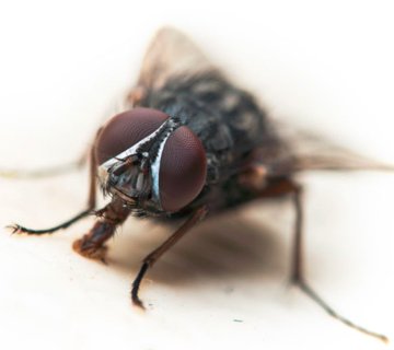 Flies Extermination