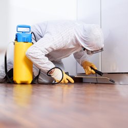 Pest Removal Treatment