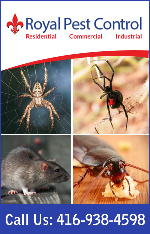 Contact Royal Pest Control