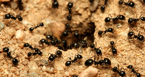 Ant Control & Removal