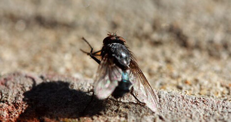 Flies Control & Removal