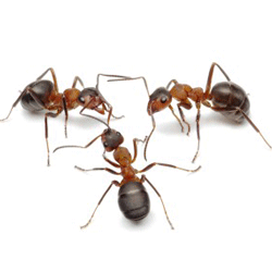 Ants Removal