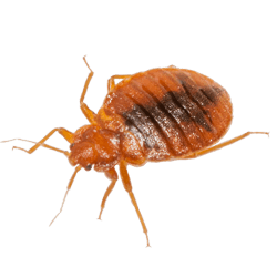 Bedbug Extermination