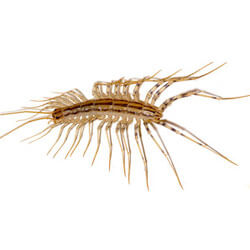 Centipede Removal