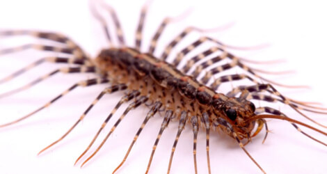 Extermination Of Centipedes