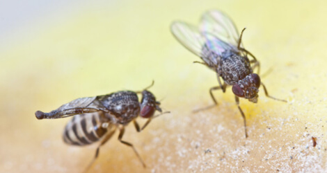 Flies Control & Removal