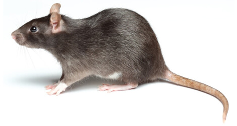 Rat & Mice Extermination