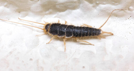 Silverfish Removal & Control