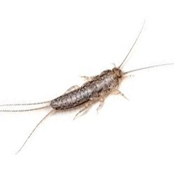 silverfish