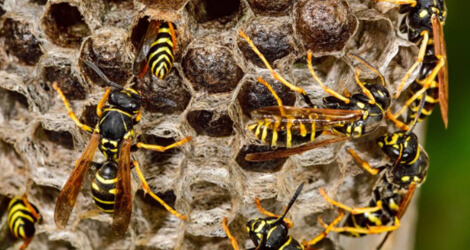 Wasp Control & Removal