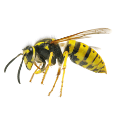 Wasp Removal