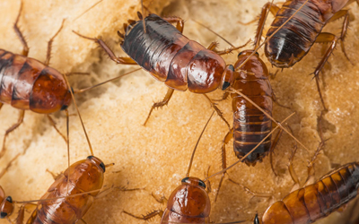 Cockroaches: Health Risks, Prevention And Treatment 