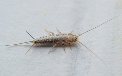 Silverfish