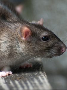 rat