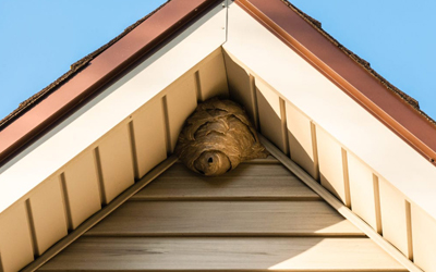 Useful Wasp Removal Tips That Every Homeowner Must be Aware of