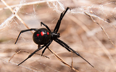 5 Spiders that you must know about