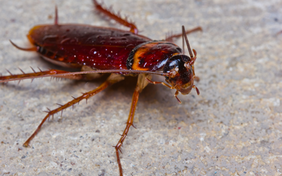 What Brings Cockroaches Into Your Home?